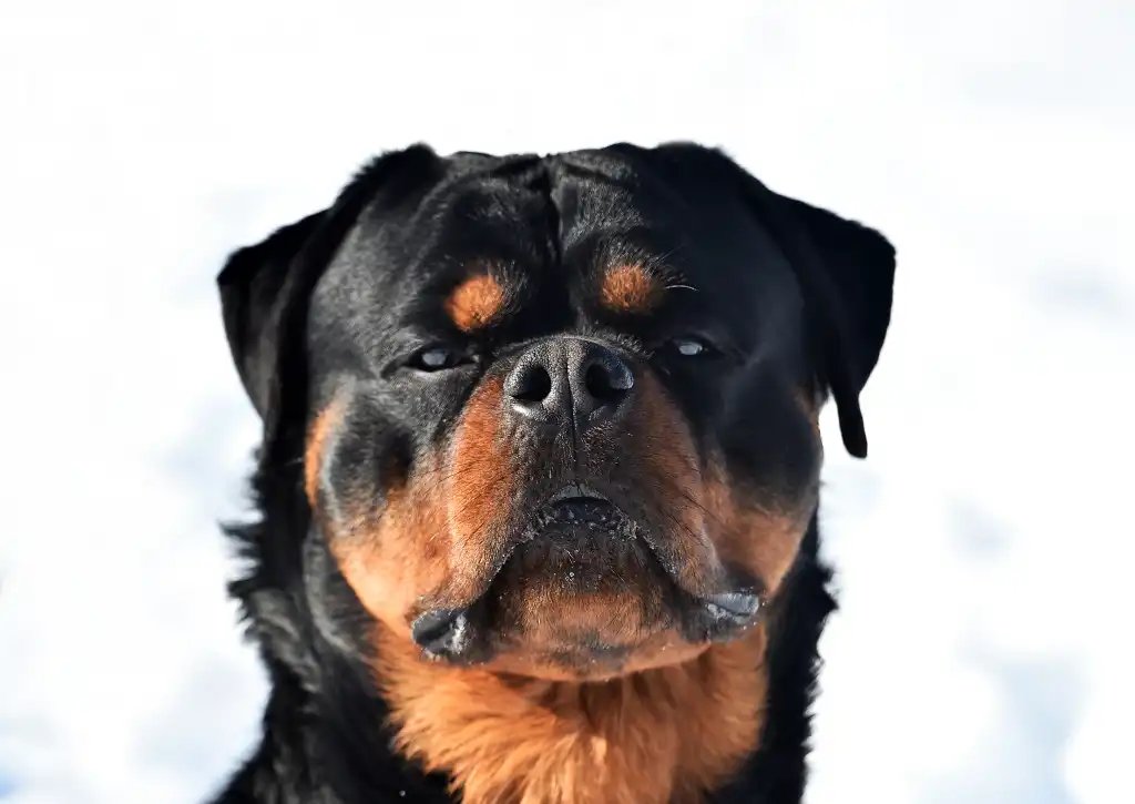 shutterstock 1899639757 formidable guard dog strong Rottweiler dog against snowy white background